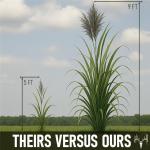 BigAzz Switchgrass 1