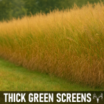 BigAzz Switchgrass 5