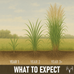 BigAzz Switchgrass 6