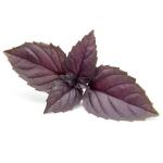 Purple Basil Seeds - 4g 1