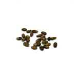 Rosemary Seeds - 40 pack 2