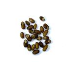 Rosemary Seeds - 40 pack 1