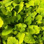 Fresh Greens Salad Seeds Mix - 6g 3