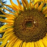 Sunflower Fields 7