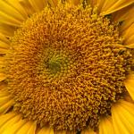 Sunflower Fields 8