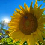 Sunflower Fields 10