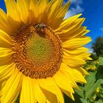 Sunflower Fields - 16g 8