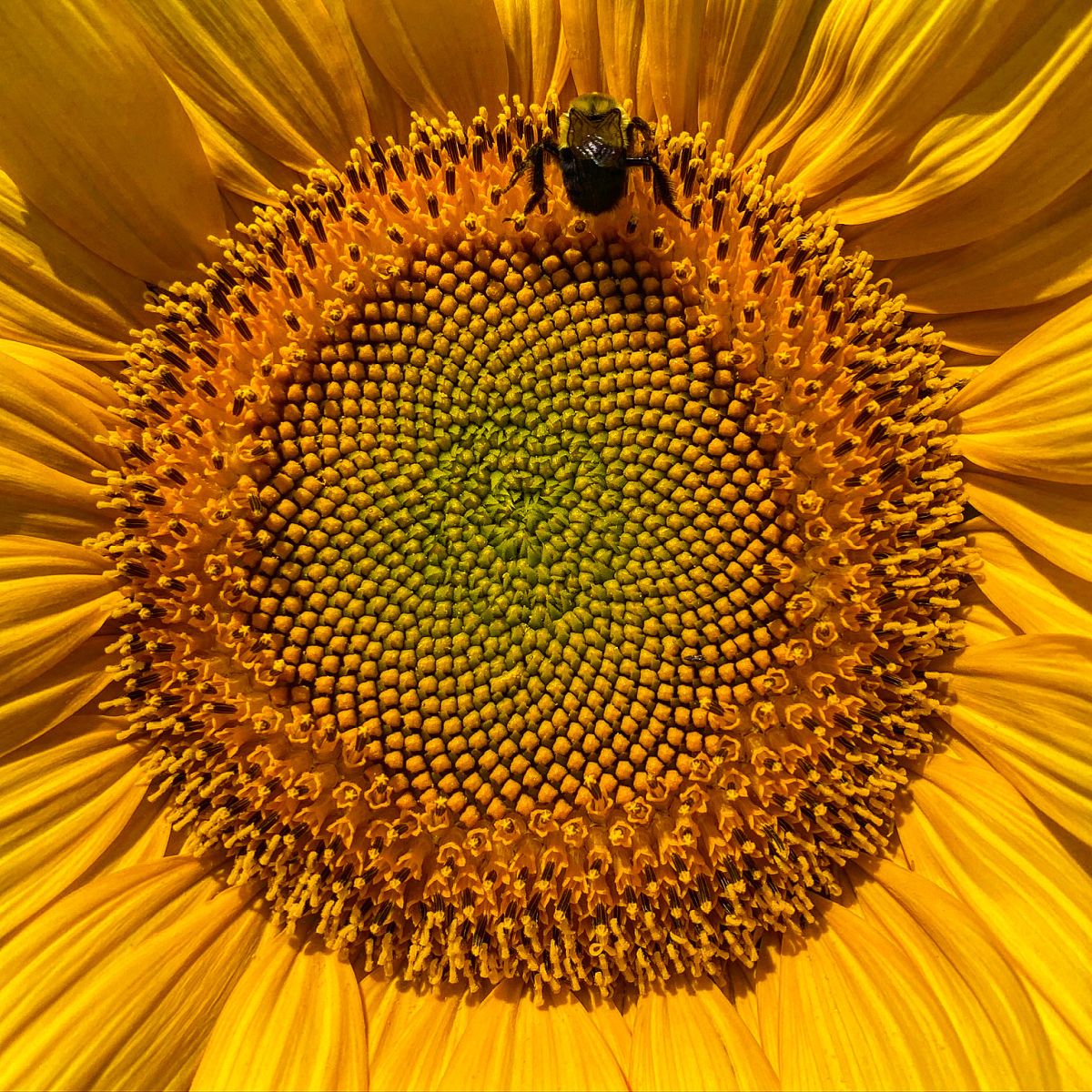 Sunflower summer food plot 