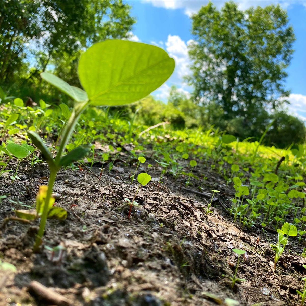 Spring food plot germinating in Michigan