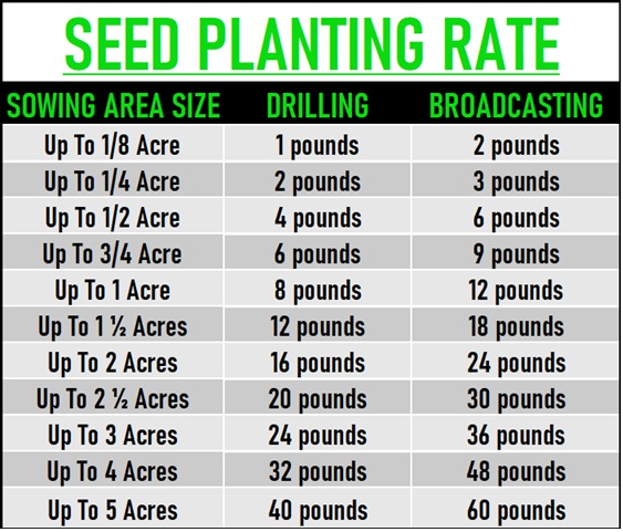 BigAzz Switchgrass Seed Planting Rate