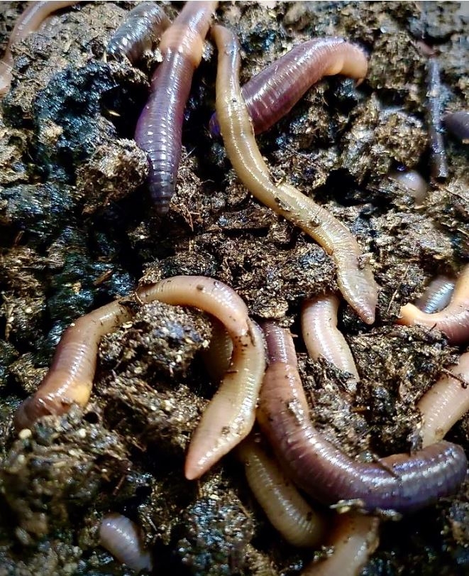 Embrace the Earthworm
