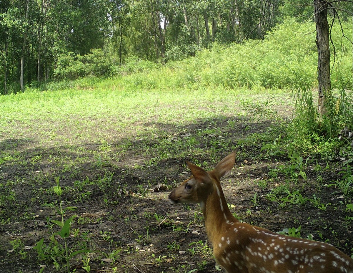 It Starts With The Fawns