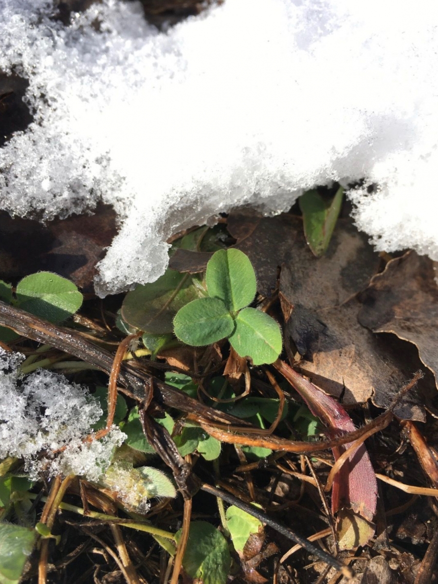 How to Frost Seed Clover