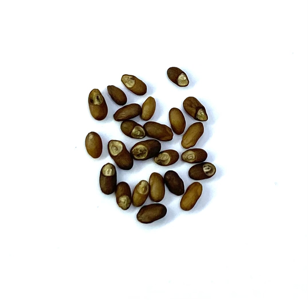Parsley Seed