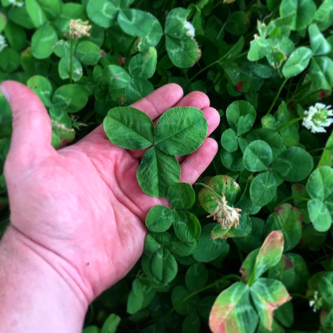 White & Crimson Clover Red Details about   25lb Four Clover ComboFood Plot Seed Mix Ladino 