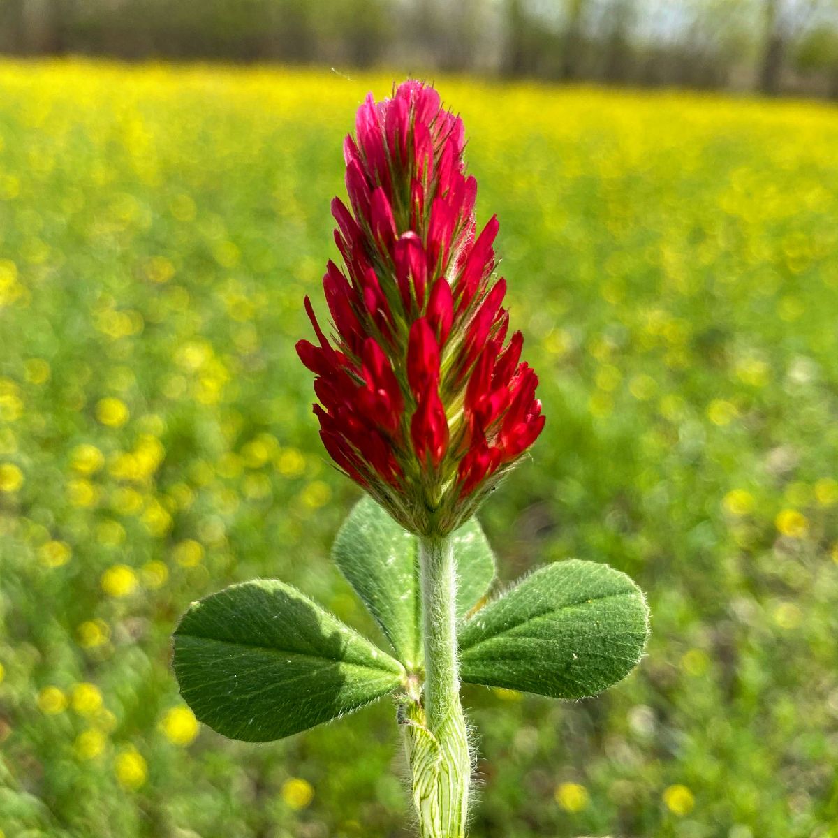 White & Crimson Clover Details about   25lb Four Clover ComboFood Plot Seed Mix Red Ladino 