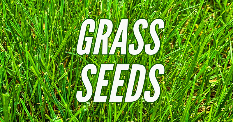 Grass and Turf Seeds