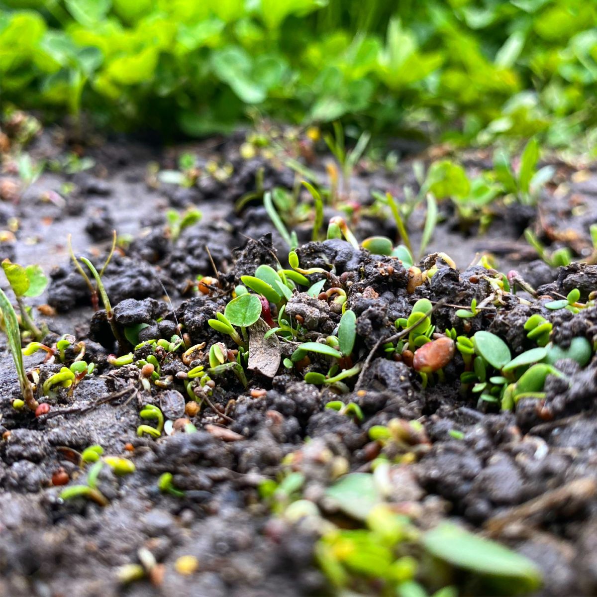 Why is soil health important and how can clovers help?