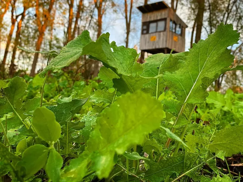 Hunting Food Plot